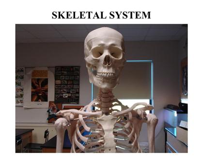 SKELETAL SYSTEM. Functions of the Skeletal System Bones are made of OSSEOUS TISSUE Support and Protection Body movement Blood cell formation (bone marrow)
