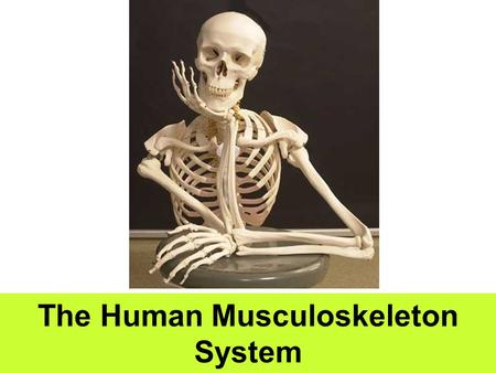 The Human Musculoskeleton System