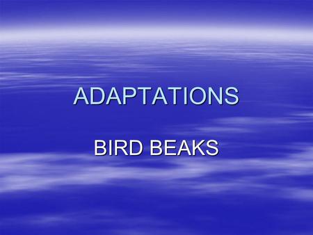 ADAPTATIONS BIRD BEAKS.