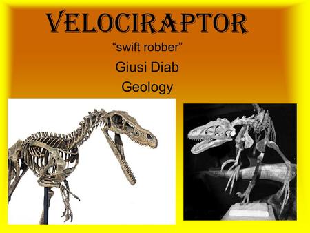 VELOCIRAPTOR “swift robber” Giusi Diab Geology. What is it? It is a dromaeosaurid theropod that was alive around 85-70 Million years ago (late Cretaceous.