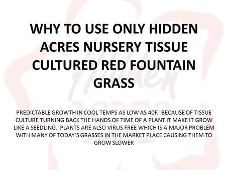 WHY TO USE ONLY HIDDEN ACRES NURSERY TISSUE CULTURED RED FOUNTAIN GRASS PREDICTABLE GROWTH IN COOL TEMPS AS LOW AS 40F. BECAUSE OF TISSUE CULTURE TURNING.