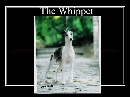 The Whippet. History Evolved in 18 th & 19 th century Northern England by working class Hunting dog/race dog for sport “Poor Man’s Racehorse” at a time.