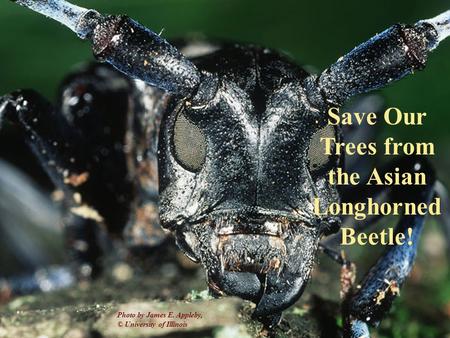 Photo by James E. Appleby, University of Illinois Save Our Trees from the Asian Longhorned Beetle! Photo by James E. Appleby, © University of Illinois.