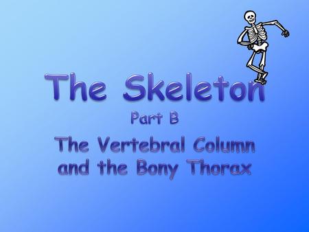 The Vertebral Column and the Bony Thorax