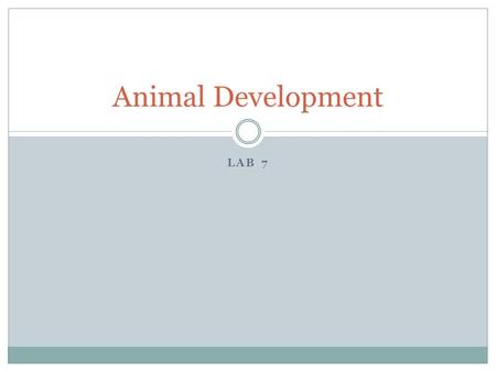 LAB 7 Animal Development. Development takes place from the time that an organism is conceived to the time that it dies. Includes the development of the.