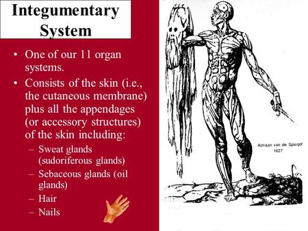 Integumentary System One of our 11 organ systems. Consists of the skin (i.e., the cutaneous membrane) plus all the appendages (or accessory structures)