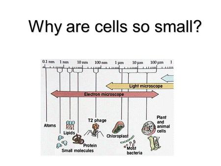 Why are cells so small? Why are cells so small?. 1. Cells HAVE to be small to be efficient I.) What limits the size of a cell? Most living cells are between.