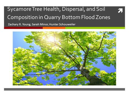  Sycamore Tree Health, Dispersal, and Soil Composition in Quarry Bottom Flood Zones Zachary R. Young, Sarah Minor, Hunter Schouweiler.