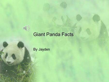 Giant Panda Facts By Jayden HELLO Friends! Did you know that pandas live in forests in China. They eat bamboo too. Pandas weigh 200-300 pounds. Pandas.