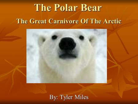 The Polar Bear The Great Carnivore Of The Arctic By: Tyler Miles.
