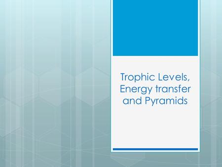 Trophic Levels, Energy transfer and Pyramids. Vocabulary  Trophic Levels – is the position an organism occupies in a food chain. It refers to food or.
