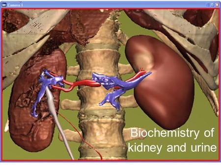 Biochemistry of kidney and urine