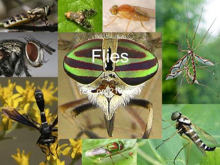 (EE, pp. 219-233) Flies. Phylogeny of Hexapoda from p. 52 Diptera.