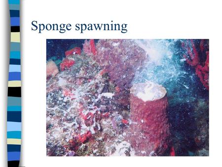 Sponge spawning. Coral spawning - sperm Coral spawning - eggs.