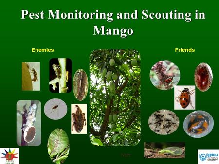 Pest Monitoring and Scouting in Mango