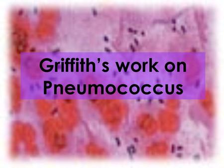 Griffith’s work on Pneumococcus. Frederick Griffith (1920) was a medical officer in London. He was looking for a way to fight pneumonia in the epidemics.