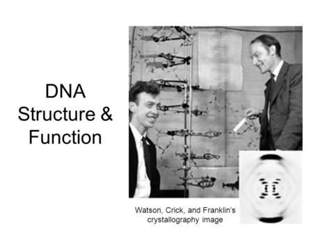 DNA Structure & Function Watson, Crick, and Franklin’s crystallography image.