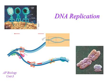 DNA Replication AP Biology Unit 3 (1928) Griffith: Bacteria can be “transformed”/given new traits Image taken without permission from