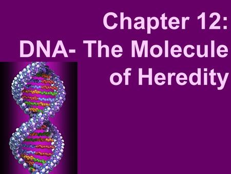 Chapter 12: DNA- The Molecule of Heredity