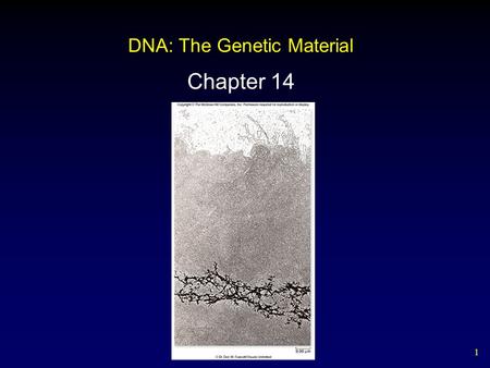 1 DNA: The Genetic Material Chapter 14. 2 The Genetic Material Frederick Griffith, 1928 studied Streptococcus pneumoniae, a pathogenic bacterium causing.
