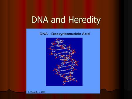 DNA and Heredity. DNA and Heredity DNA is found in the cell’s __nucleus_______. DNA is found in the cell’s __nucleus_______. In the nucleus, we find the.
