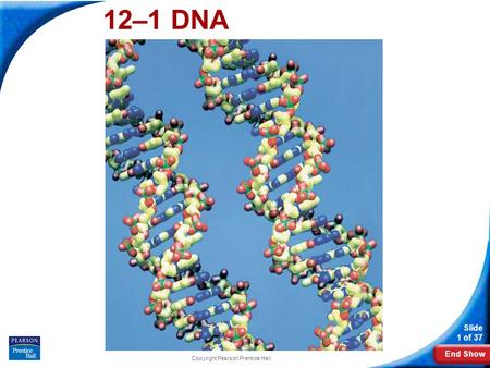 End Show Slide 1 of 37 Copyright Pearson Prentice Hall 12–1 DNA.