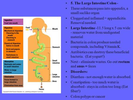 5. The Large Intestine/Colon - These substances pass into appendix, a small saclike organ Clogged and inflamed = appendicitis. Removal needed. Large Intestine.