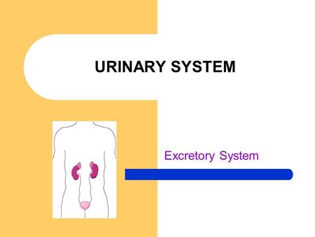 URINARY SYSTEM Excretory System. Urinary Terminology nephr-(o) ren-(o) pyel-(o) glomerul-(o) cyst-(o) -uria ur-(o) urin-(o) ureter-(o) urethr-(o) -kidneys.