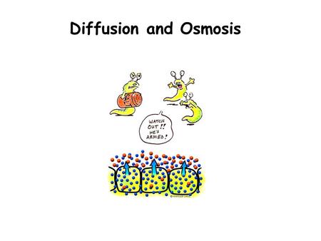 Diffusion and Osmosis. Outline Learn the concepts of: –Diffusion, osmosis, semi-permeable membrane, isotonic, hypertonic, & hypotonic Explore diffusion.