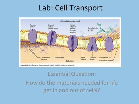 How do the materials needed for life get in and out of cells?