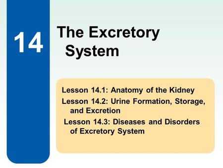 The Excretory System 14 Lesson 14.1: Anatomy of the Kidney Lesson 14.2: Urine Formation, Storage, and Excretion Lesson 14.3: Diseases and Disorders of.