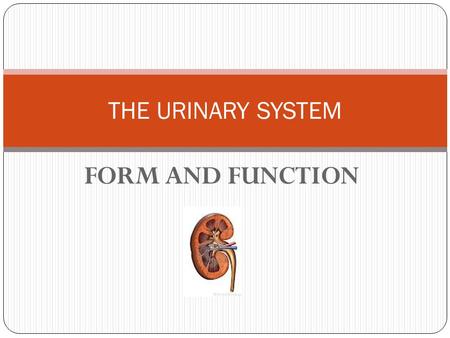 FORM AND FUNCTION THE URINARY SYSTEM. COMPONENTS 2 Kidneys 2 ureters 1 urinary bladder 1 urethra.