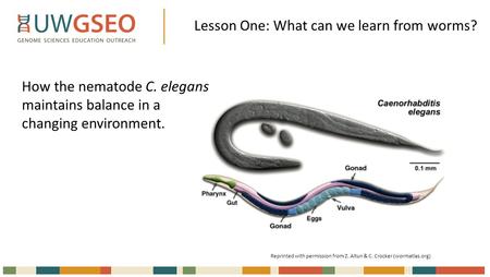 Lesson One: What can we learn from worms? How the nematode C. elegans maintains balance in a changing environment. Reprinted with permission from Z. Altun.