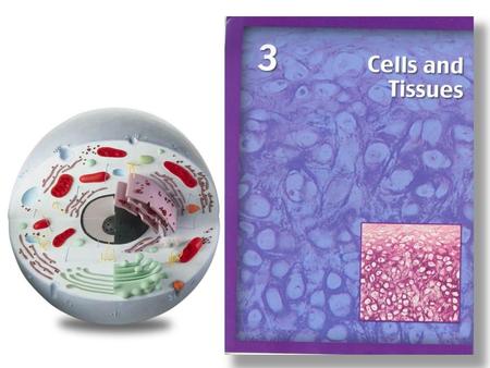 OBJECTIVES 1. Identify and discuss the basic structure and function of the three major components of a cell. 2. List and briefly discuss the functions.