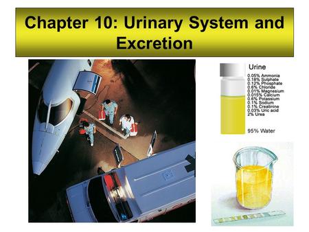 Chapter 10: Urinary System and Excretion