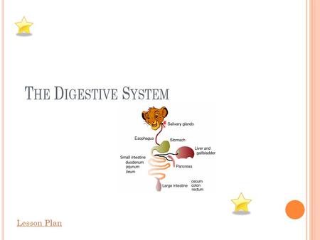T HE D IGESTIVE S YSTEM Lesson Plan. W HAT IS THE D IGESTIVE S YSTEM ? The digestive system is a series of connected organs from mouth to anus whose purpose.