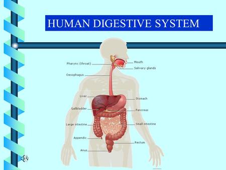 HUMAN DIGESTIVE SYSTEM. TARGET AUDIENCE AGE - 11 – 14 yrs. CLASSES - VI - VIII.