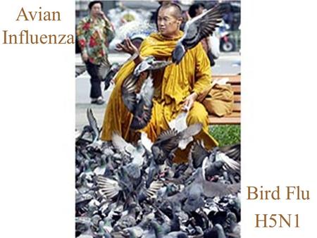 1 Avian Influenza Bird Flu H5N1. 2 Avian Influenza… Is a respiratory illness in birds Wild birds and ducks are the natural reservoir for infection, though.