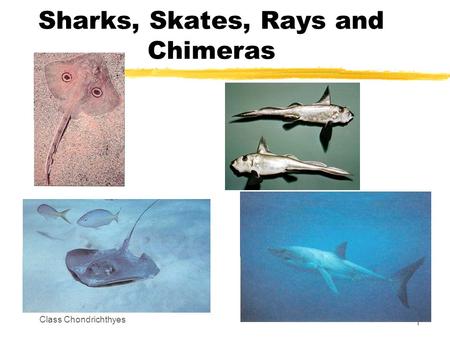 Class Chondrichthyes 1 Sharks, Skates, Rays and Chimeras.