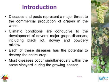 Introduction Diseases and pests represent a major threat to the commercial production of grapes in the world. Climatic conditions are conducive to the.
