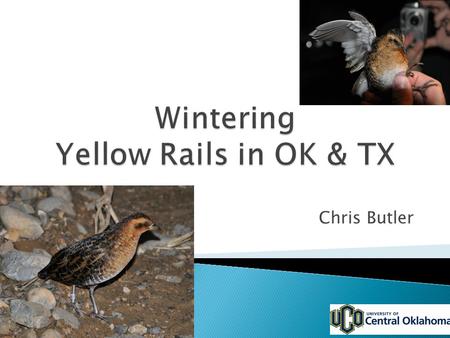 Chris Butler.  Yellow Rails are secretive, nocturnal birds that breed in the northern US and Canada and winter along the coast, from Texas to North Carolina.