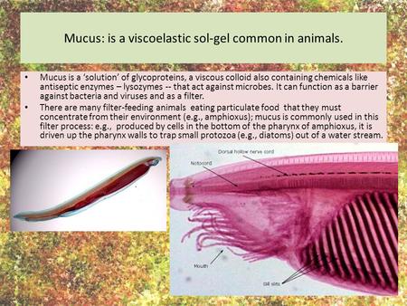 Mucus: is a viscoelastic sol-gel common in animals. Mucus is a ‘solution’ of glycoproteins, a viscous colloid also containing chemicals like antiseptic.