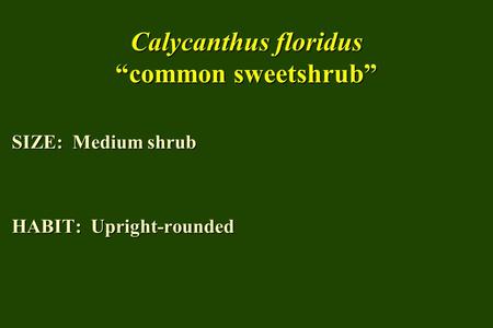 Calycanthus floridus “common sweetshrub” SIZE: Medium shrub HABIT: Upright-rounded.