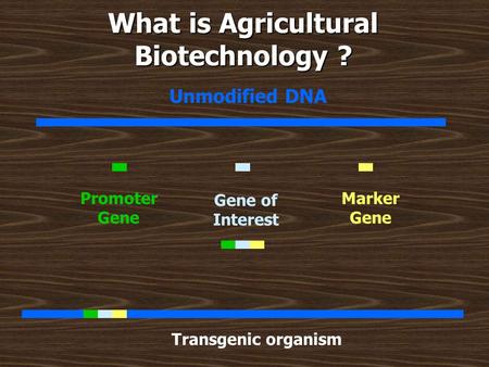 What is Agricultural Biotechnology ? Unmodified DNA Gene of Interest Promoter Gene Marker Gene Transgenic organism.