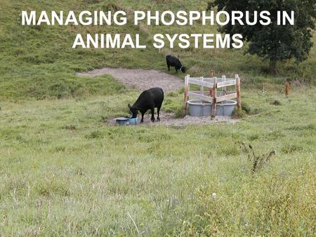 MANAGING PHOSPHORUS IN ANIMAL SYSTEMS. P CONCENTRATION IN IOWA LAKES (2001)