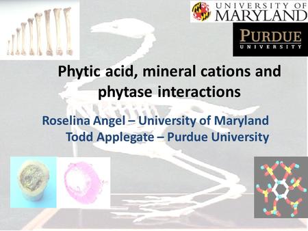 Phytic acid, mineral cations and phytase interactions Roselina Angel – University of Maryland Todd Applegate – Purdue University.
