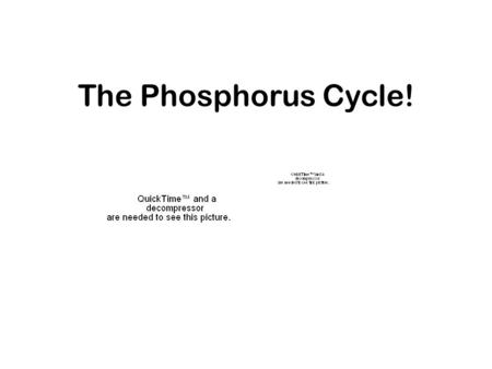 The Phosphorus Cycle!. is an essential nutrient for plants and animals. It is a part of DNA/RNA-molecules, molecules that store energy (ATP and ADP) and.