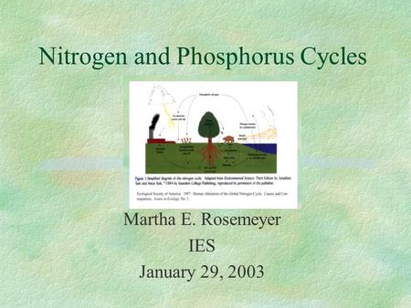 Nitrogen and Phosphorus Cycles Martha E. Rosemeyer IES January 29, 2003.