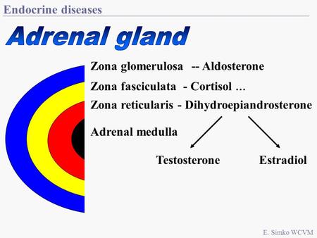 Endocrine diseases E. Simko WCVM Zona glomerulosa -- Aldosterone Zona fasciculata - Cortisol … Zona reticularis - Dihydroepiandrosterone Adrenal medulla.