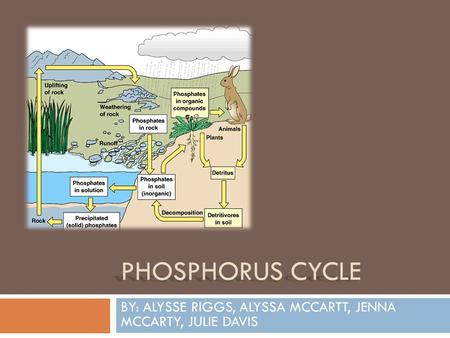 PHOSPHORUS CYCLE BY: ALYSSE RIGGS, ALYSSA MCCARTT, JENNA MCCARTY, JULIE DAVIS.